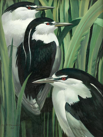 three-night-herons