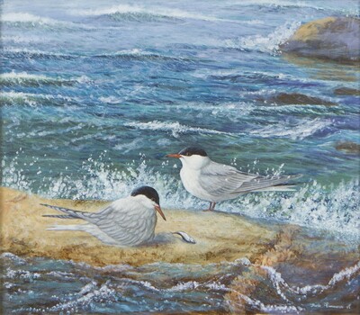 common-terns