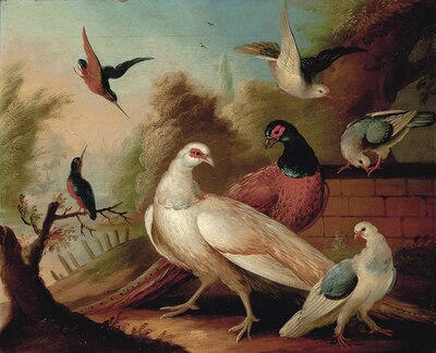 pheasants-a-pigeon-and-other-birds-a-pond-beyond