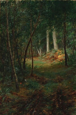 a-clearing-in-a-beech-forest