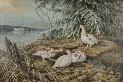 willow-grouse