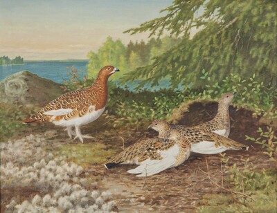 grouse-in-summer-plumage-with-chicks