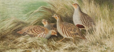 partridge