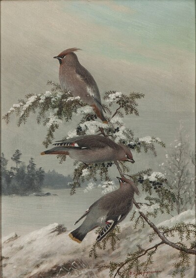 waxwing