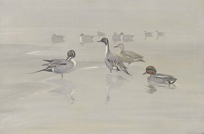 pintails-and-green-winged-teal