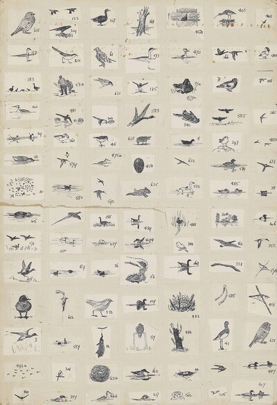 119-original-illustrations-for-adventures-amongst-birds-1926