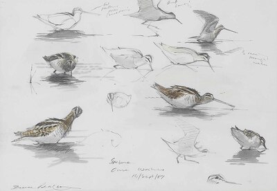 a-sheet-of-studies-of-a-red-throated-diver-a-sheet-of-studies-of-widgeon-and-other-birds-and-a-sheet-of-studies-of-snipe