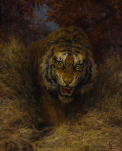 tiger-in-the-grass
