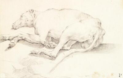 chien-couche-endormi