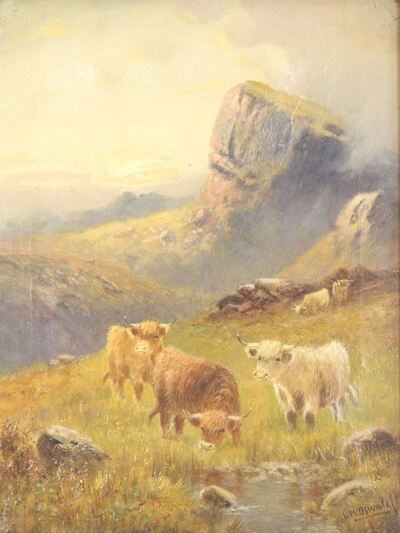 highland-cattle
