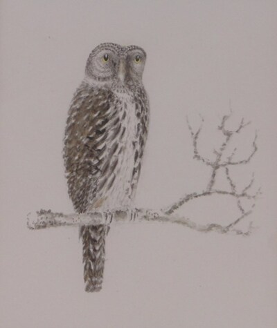 a-pearl-spotted-owlet