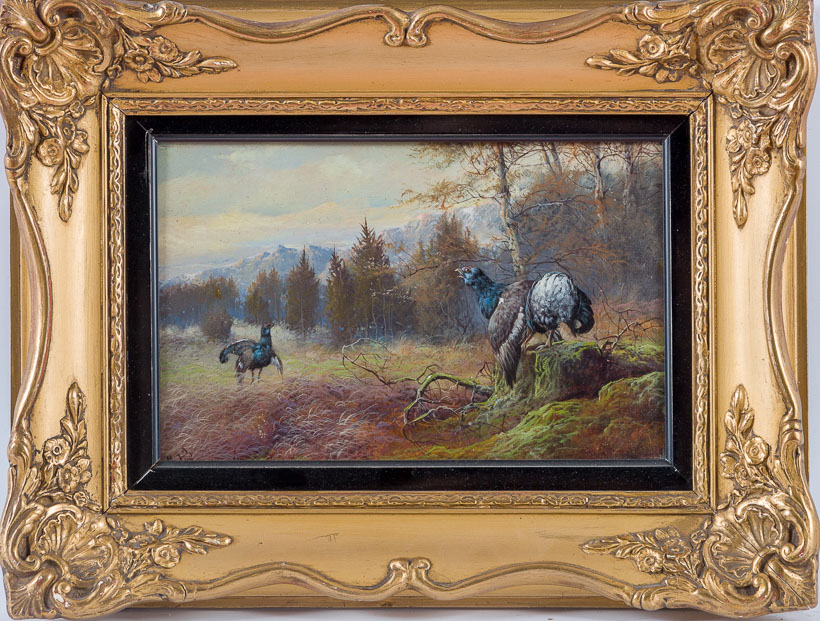 two-balancing-blackcocks-on-forest-clearing