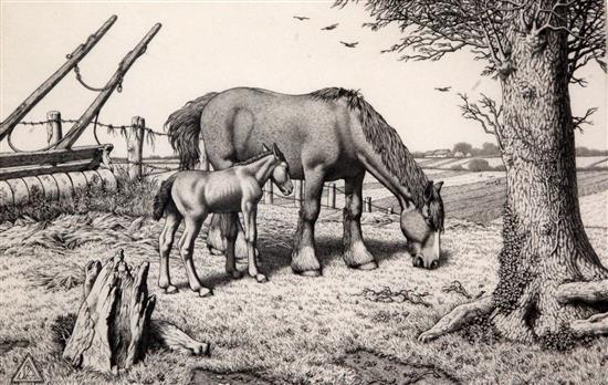 daisy-and-her-foal