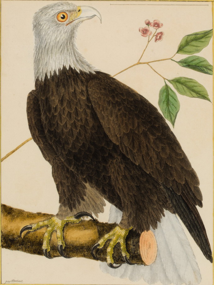 l-aigle-a-tete-blanche