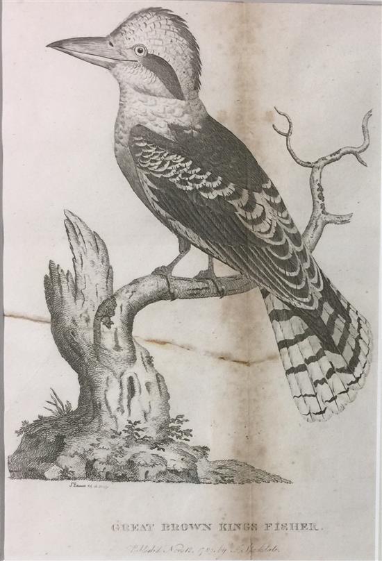great-brown-kings-fisher