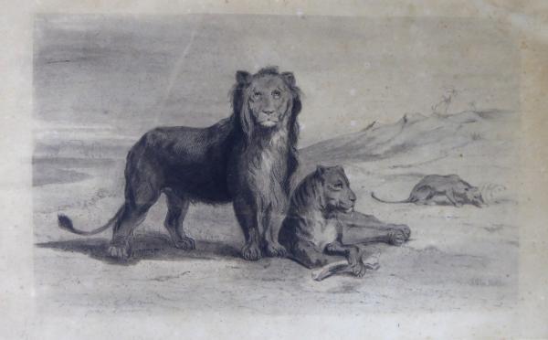 lionnes