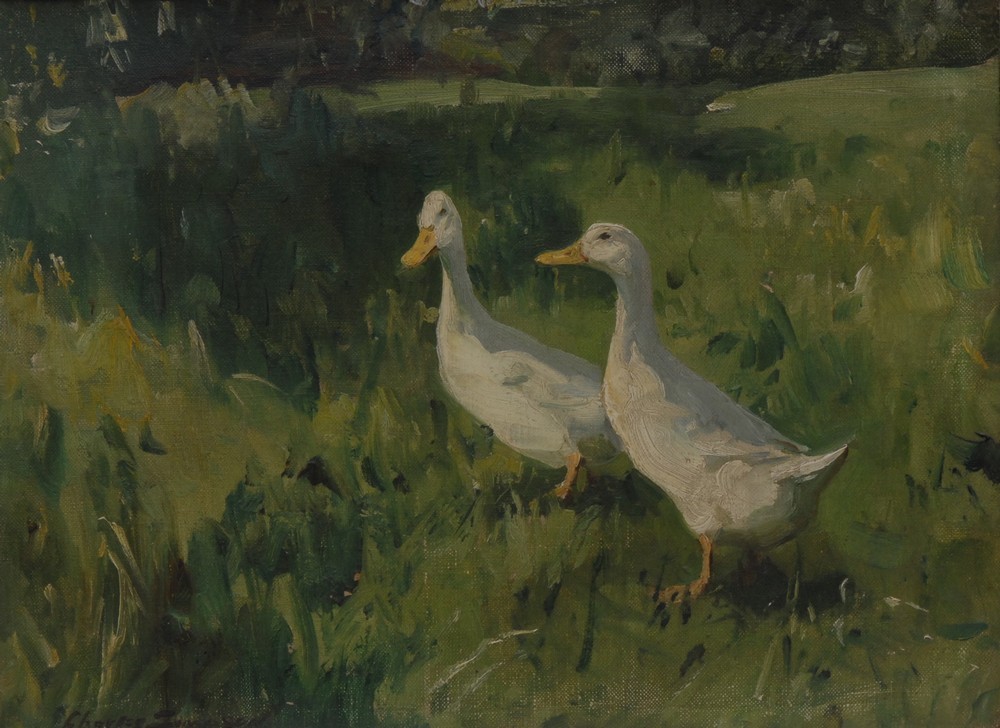 two-white-geese