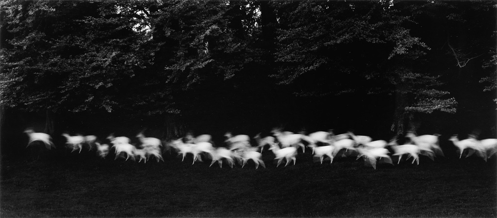running-white-deer-county-wicklow-ireland