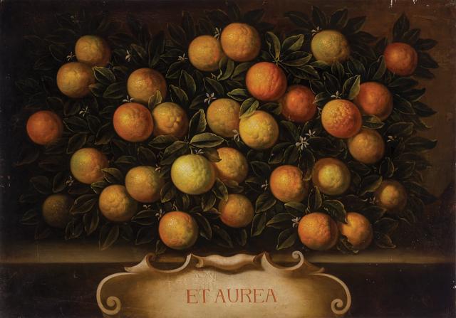 still-life-of-oranges