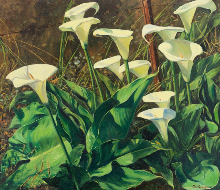 arum-lilies