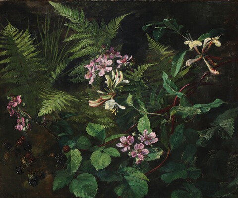 blackberry-honeysuckle-oand-ferns