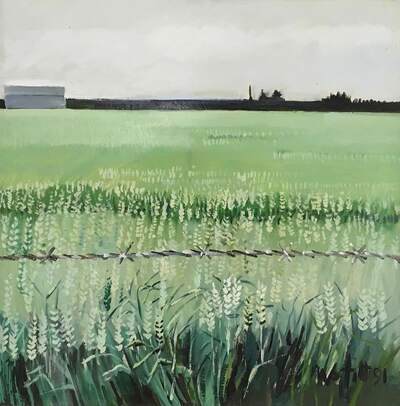 green-wheat-paddock-no-2