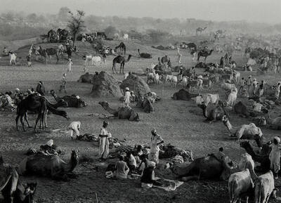 camel-market-nagaur-rajasthan-india