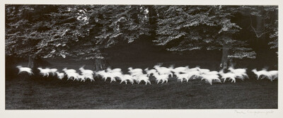 running-white-deer