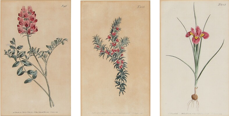 three-botanical-prints