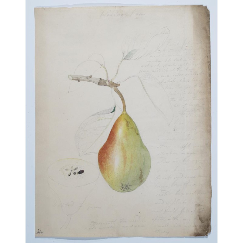 an-album-of-botanical-5-conchological-4-studies-and-landscapes-9