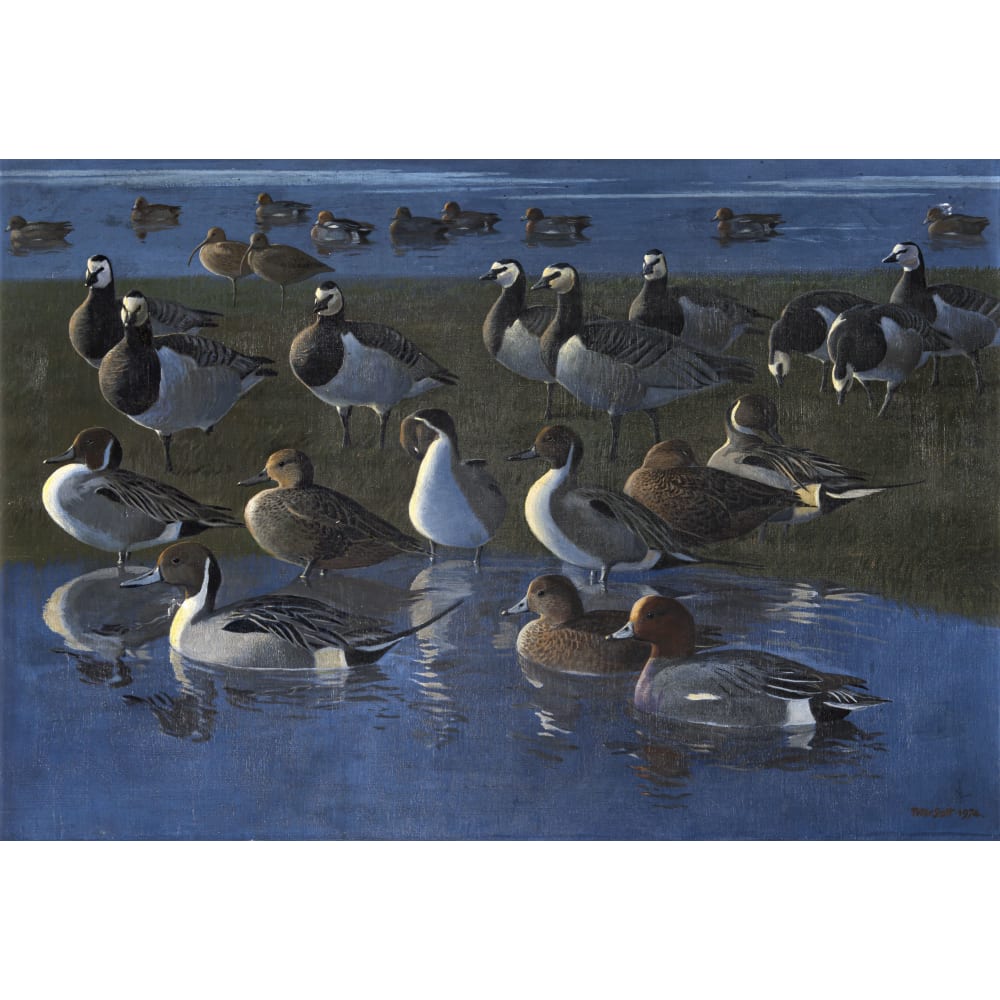 wildfowl