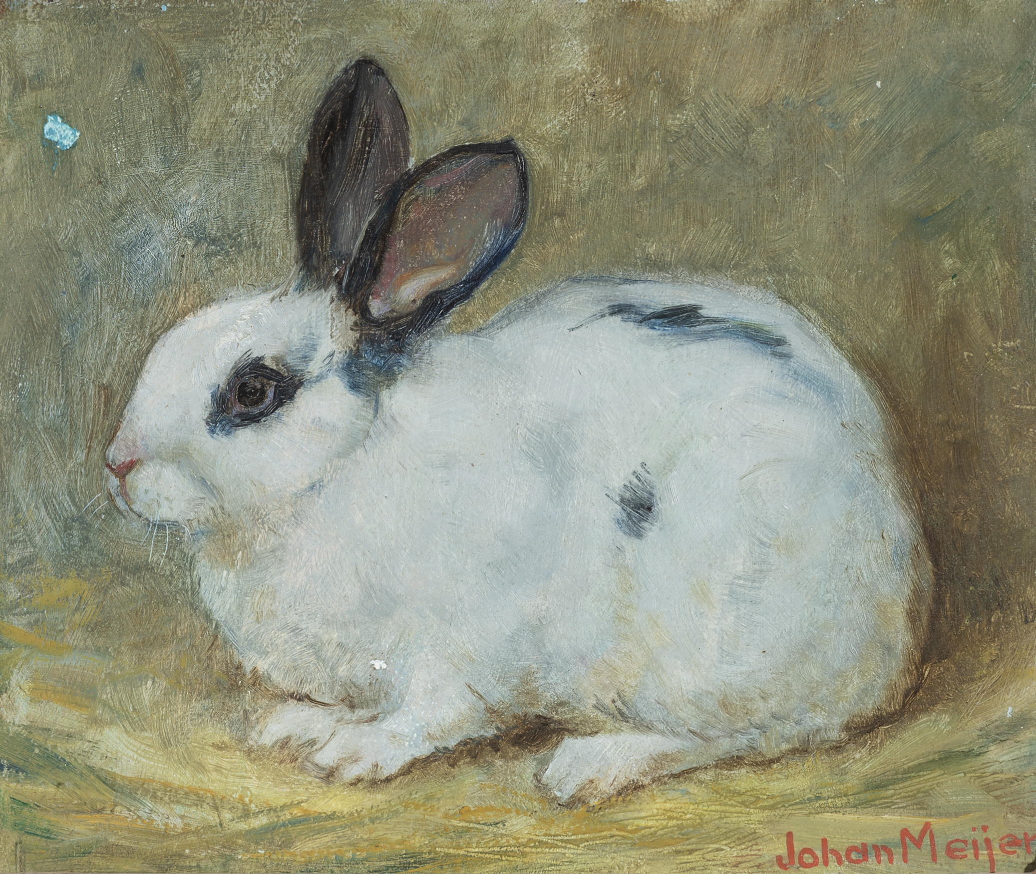 rabbit